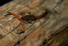 Heteroctenus junceus