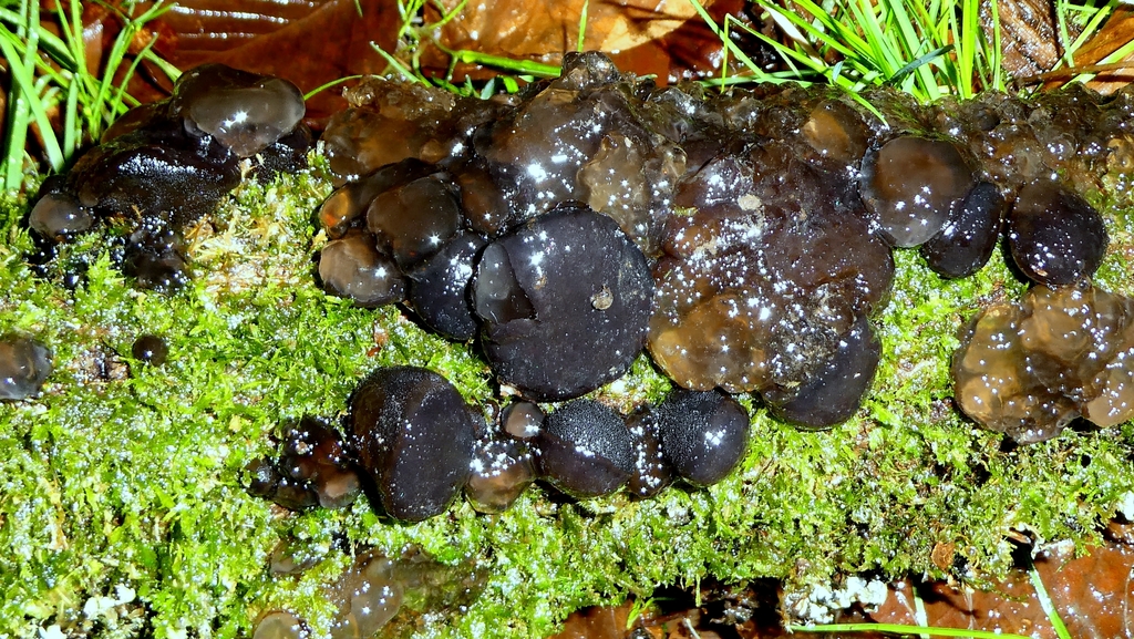 Exidia truncata · February 2026 · photo: © patricklm35 (iNaturalist, cc0)