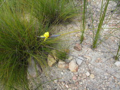 Bobartia macrospatha macrospatha