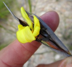Bobartia macrospatha macrospatha