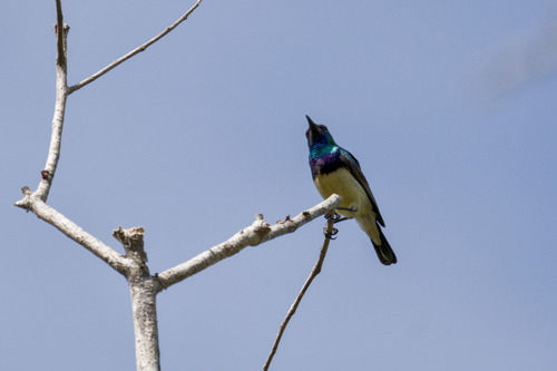 Variable Sunbird (Cinnyris venustus)