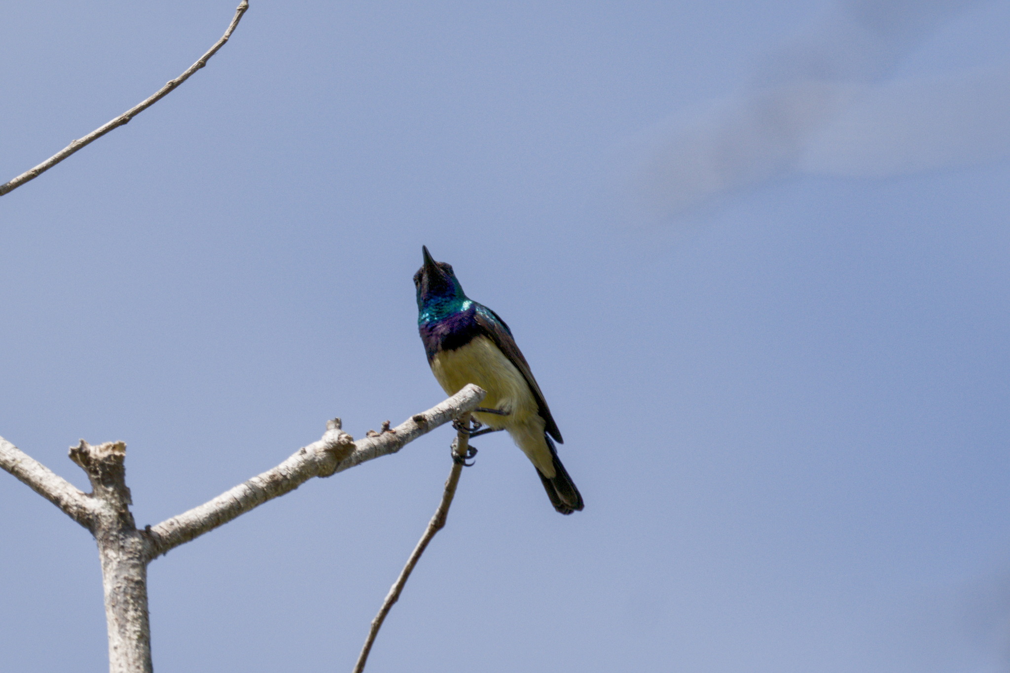 Variable Sunbird (Cinnyris venustus), photo 2