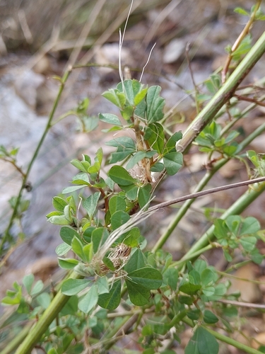 Erect Canary Clover (Lotus rectus)