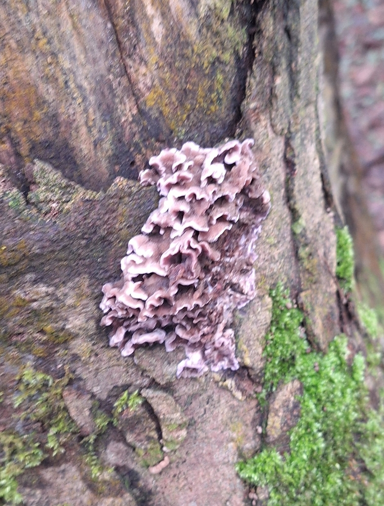 Chondrostereum purpureum · February 2026 · photo: © antisymmetry (iNaturalist, cc-by)