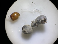 Eucilinus