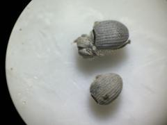 Eucilinus