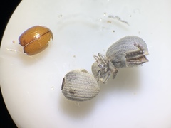 Eucilinus