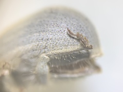 Eucilinus
