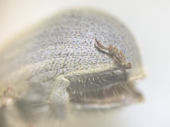 Eucilinus