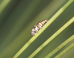 Diphucrania duodecimmaculata