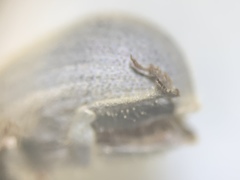 Eucilinus
