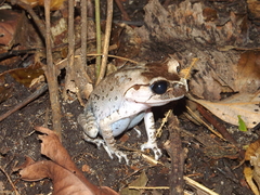 Leptobrachium hasseltii