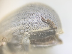 Eucilinus