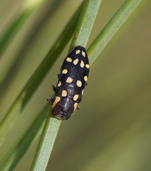 Diphucrania duodecimmaculata