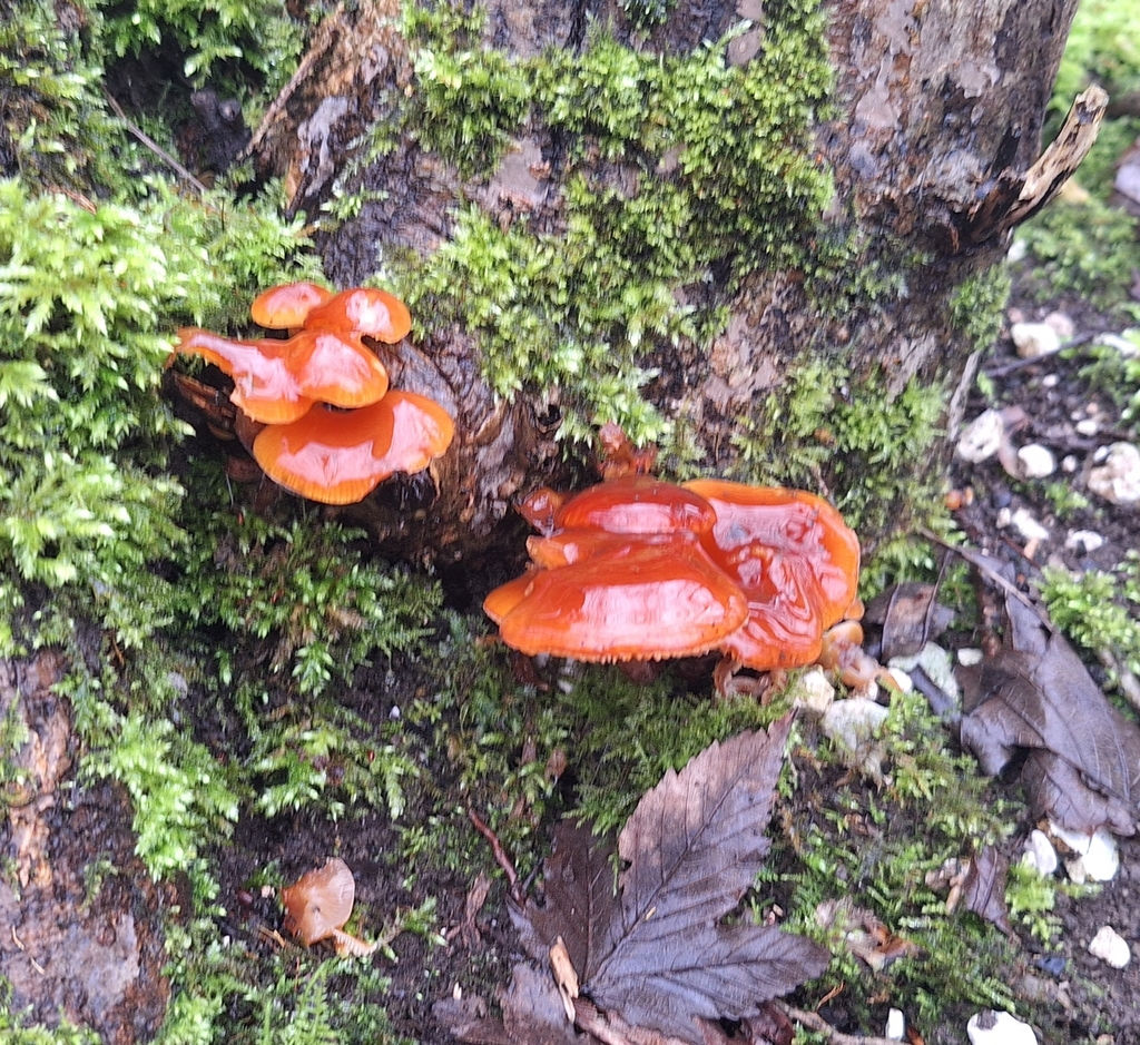 Flammulina · February 2026 · photo: © antisymmetry (iNaturalist, cc-by)