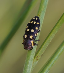 Diphucrania duodecimmaculata
