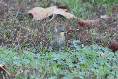 Setophaga coronata auduboni
