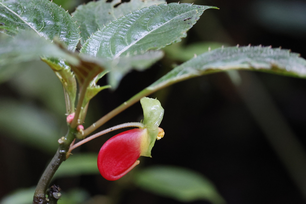 Impatiens niamniamensis, Nyamasheke, Rwanda
