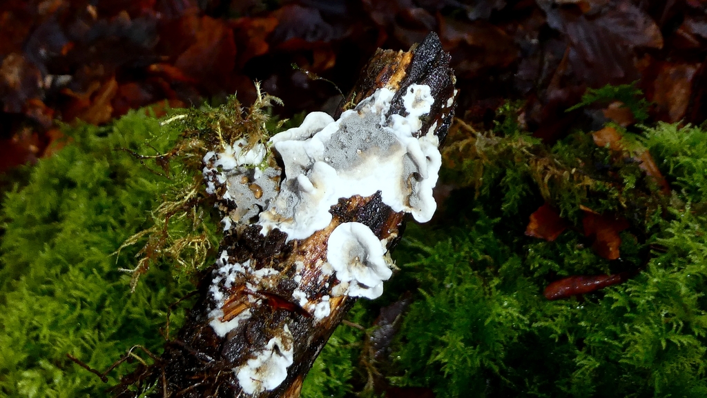 Bjerkandera adusta