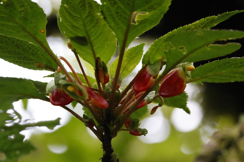 Impatiens niamniamensis