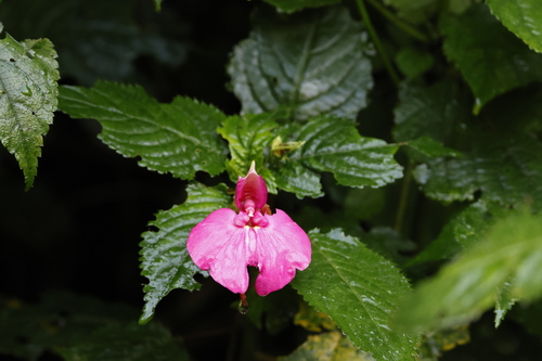 Impatiens stuhlmannii, photograph 2