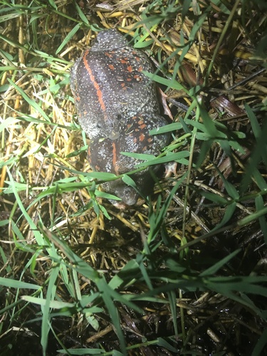Mexican Burrowing Toad