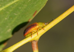 Calomela satelles