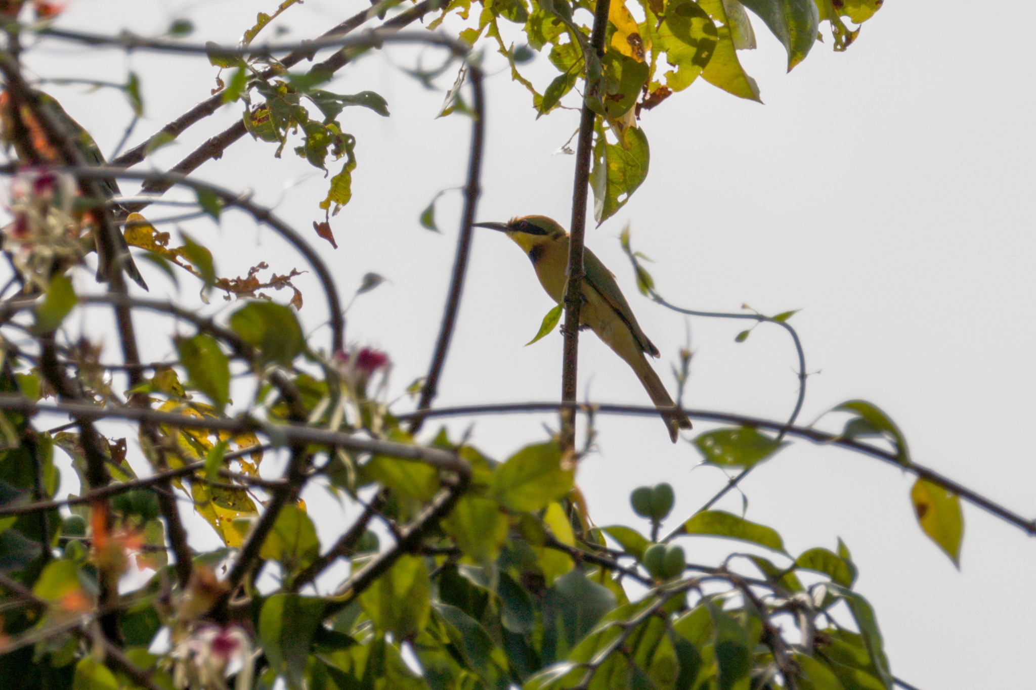 Little Bee-eater (Merops pusillus), photo 6