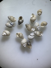 Pyrgulopsis sanchezi