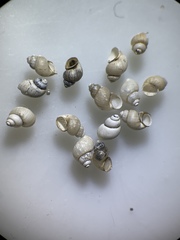 Pyrgulopsis sanchezi