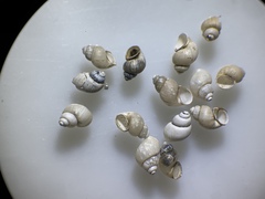 Pyrgulopsis sanchezi