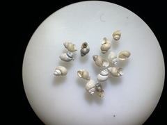Pyrgulopsis sanchezi