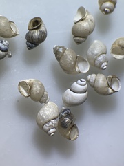 Pyrgulopsis sanchezi