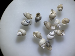 Pyrgulopsis sanchezi