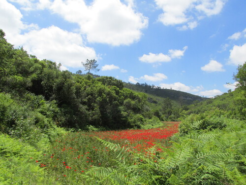 Papaver rhoeas