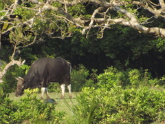 Bos javanicus javanicus