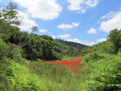 Papaver rhoeas