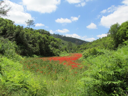 Papaver rhoeas