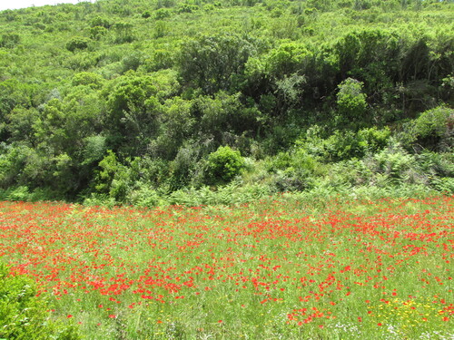 Papaver rhoeas
