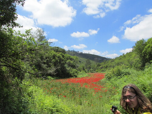 Papaver rhoeas