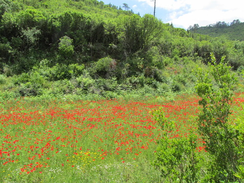 Papaver rhoeas