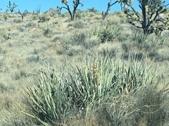 Yucca baccata baccata