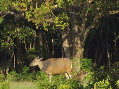 Bos javanicus javanicus