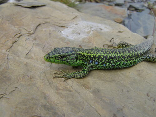 Galan’s Rock Lizard, Iberolacerta galani