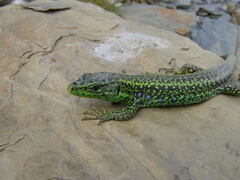 Galan's Rock Lizard photo 1