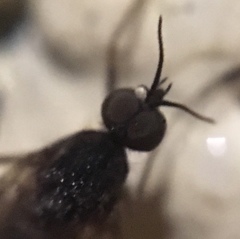 Sylvicola alternatus