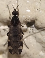 Sylvicola alternatus