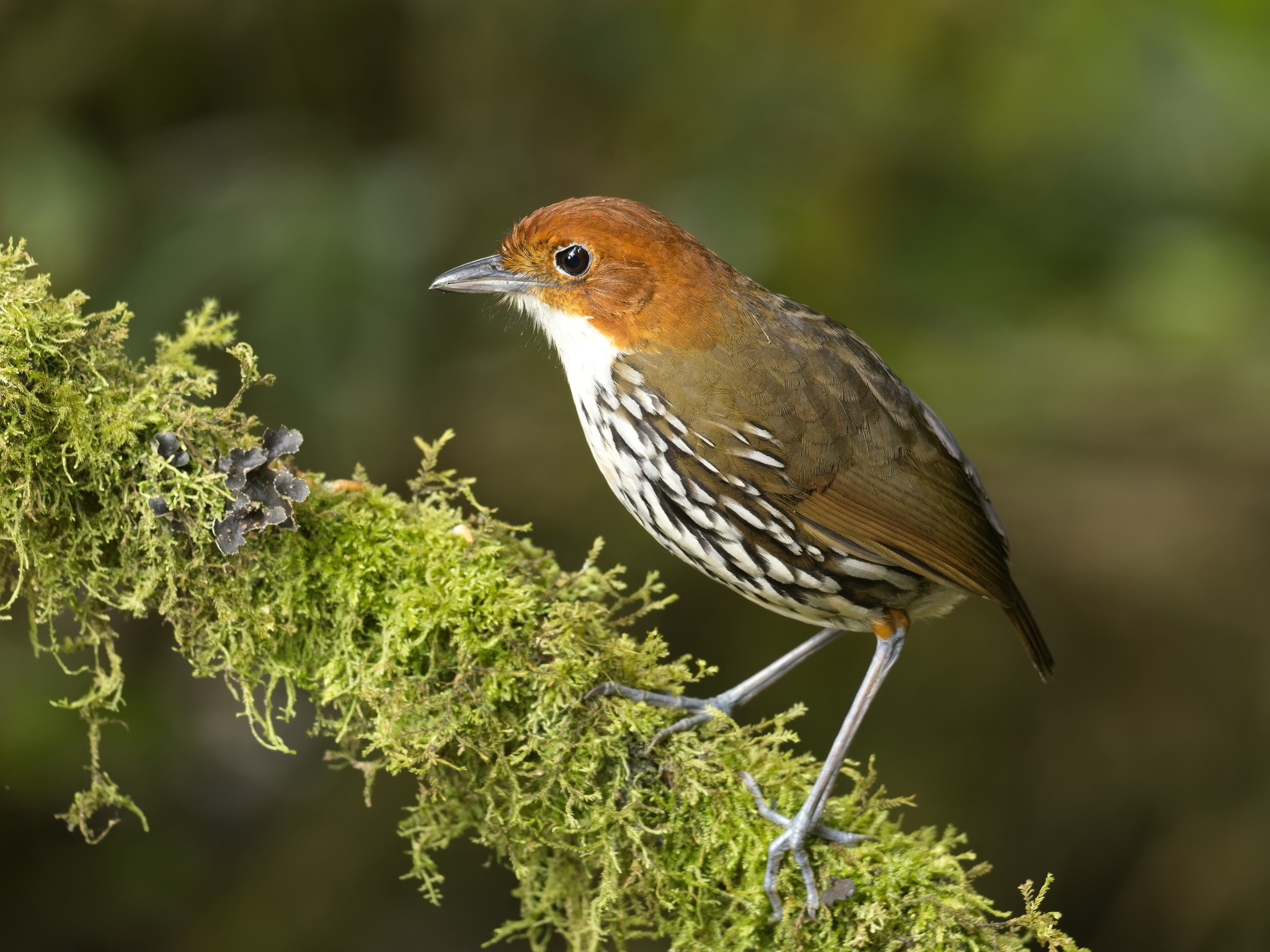 Chestnut-crowned Antpitta (Grallaria ruficapilla), photo 4