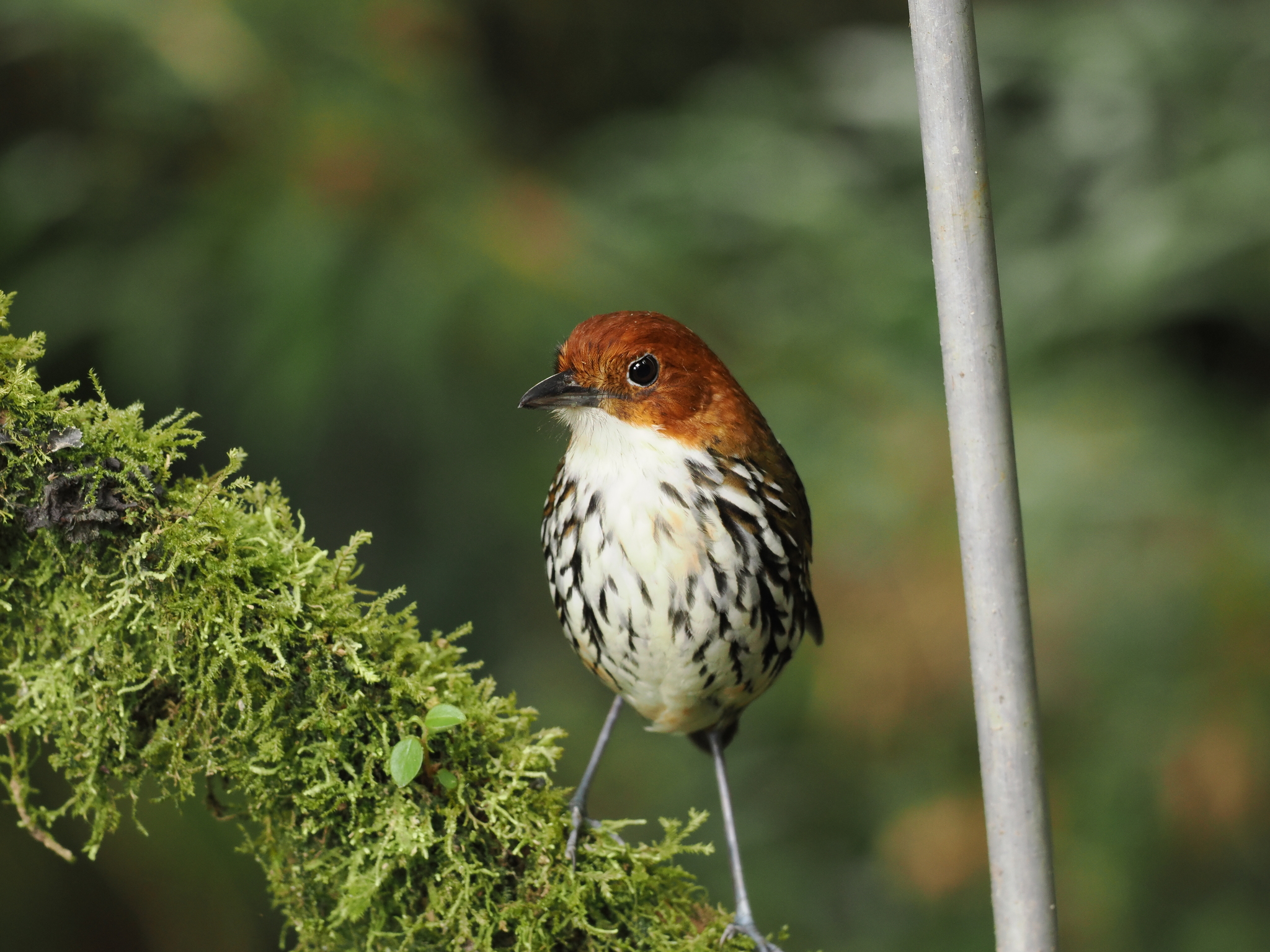 Chestnut-crowned Antpitta (Grallaria ruficapilla), photo 5