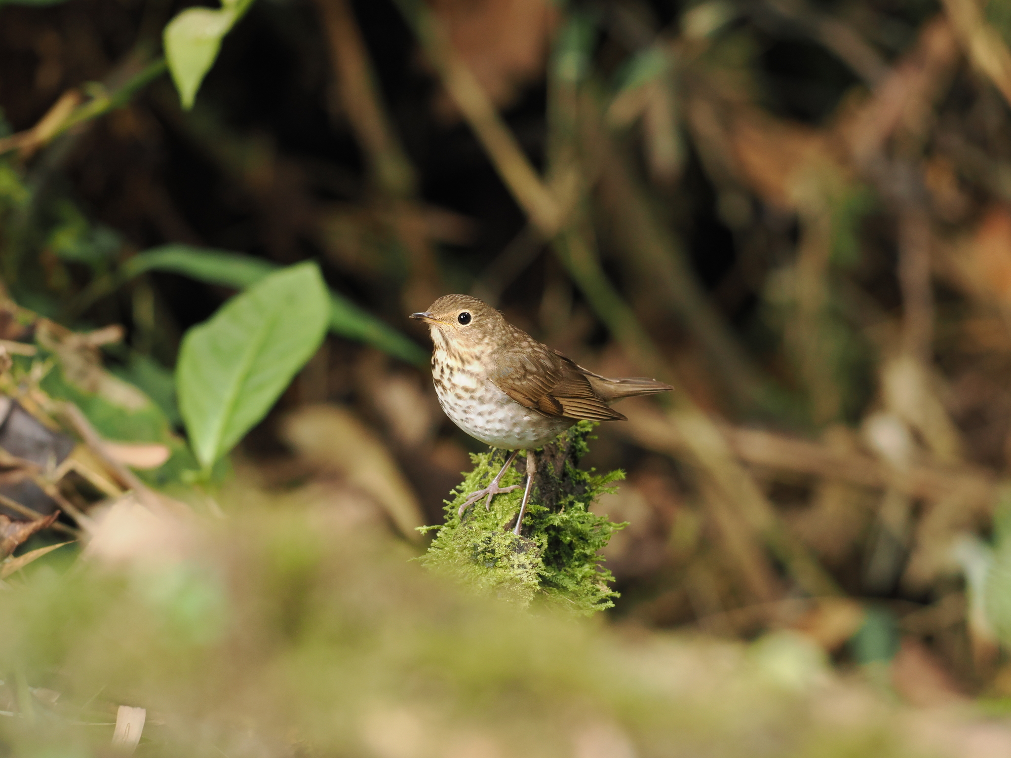 Swainson's Thrush (Catharus ustulatus), photo 5
